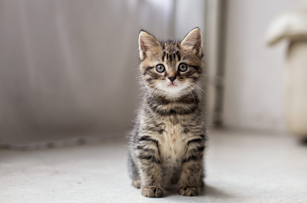 For Cats