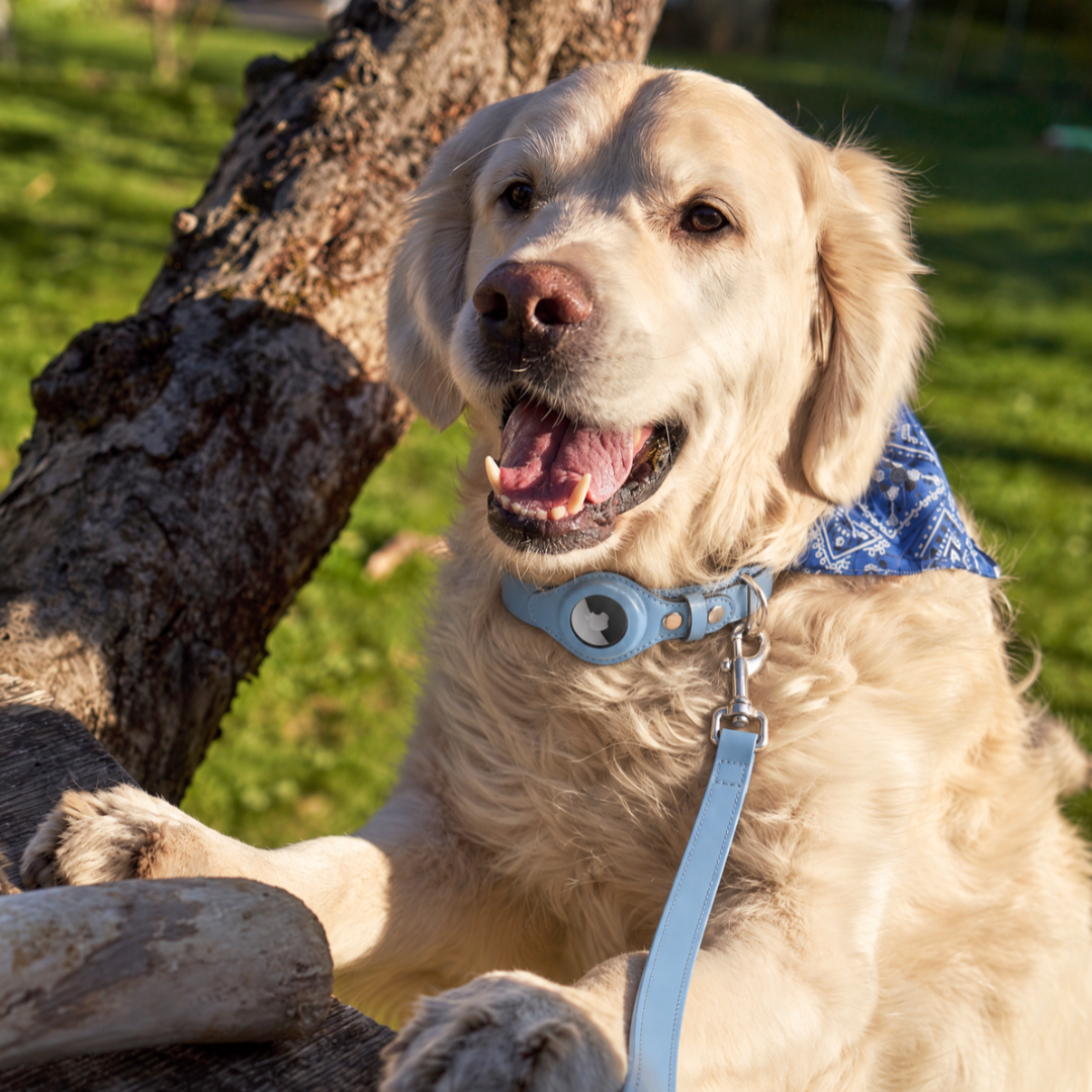 The leash that matches every walk.