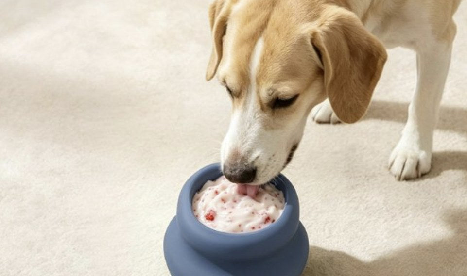 A dog enjoying a frozen treat from the bowl